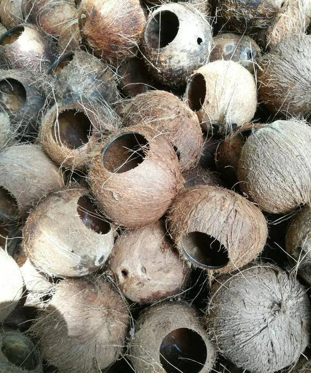 Coconut Shell Activated Carbon Coconut Shell Activated Carbon